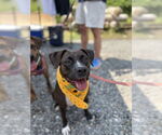Small #9 Boxer Mix