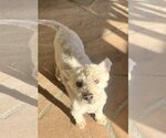 Small #2 Poodle (Miniature) Mix