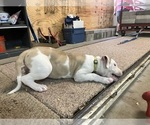 Small #14 American Bulldog