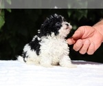 Small #3 Goldendoodle (Miniature)