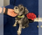 Small #31 Schnauzer (Miniature)