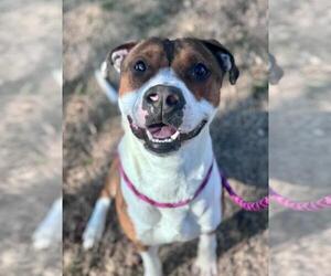 Labrador Retriever-Unknown Mix Dogs for adoption in Rowlett, TX, USA