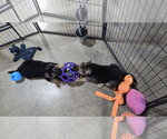 Small Photo #11 German Shepherd Dog Puppy For Sale in Centreville, VA, USA