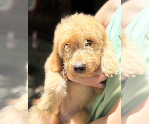 Medium Photo #1 Goldendoodle Puppy For Sale in OKEMAH, OK, USA