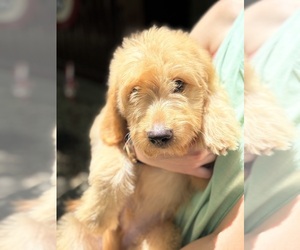 Goldendoodle Puppy for sale in OKEMAH, OK, USA