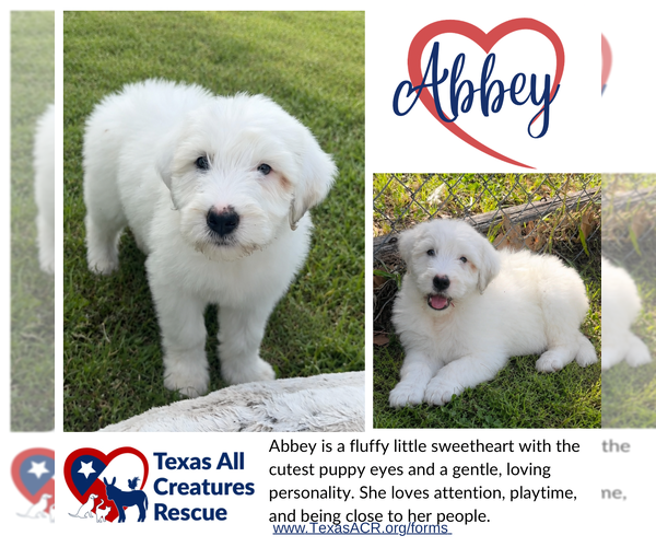 Medium Photo #1 Mutt Puppy For Sale in Lillian, TX, USA