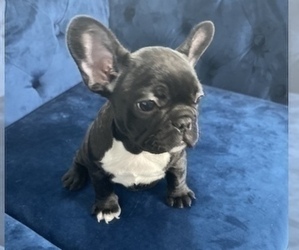 French Bulldog Puppy for sale in ATHERTON, CA, USA