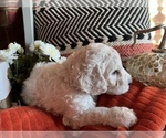 Small Photo #2 Poodle (Standard) Puppy For Sale in PLYMOUTH, IN, USA