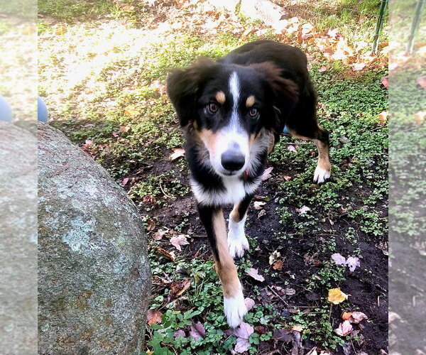 Medium Photo #1 Australian Shepherd-Unknown Mix Puppy For Sale in Wakefield, RI, USA
