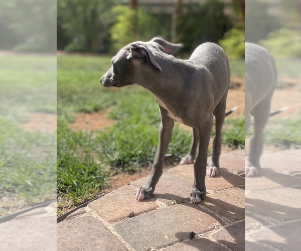 Medium Photo #52 Italian Greyhound Puppy For Sale in SAINT GEORGE, UT, USA