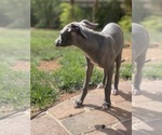 Small #51 Italian Greyhound