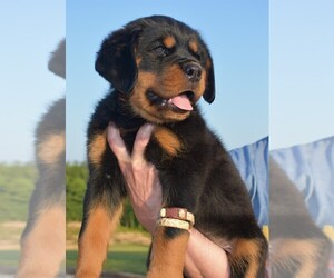 Rottweiler Puppy for sale in SUMMERSVILLE, MO, USA