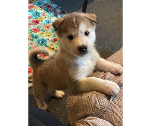 Akita-Siberian Husky Mix Puppy for sale in CLEARFIELD, PA, USA