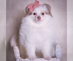 Small Photo #47 Pomeranian Puppy For Sale in WARSAW, IN, USA