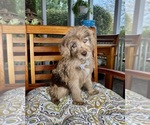 Reese - Male Labradoodle Puppy for Sale - Photo #2