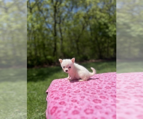Medium Photo #4 Pomsky Puppy For Sale in DRACUT, MA, USA