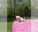 Small Photo #32 Pomsky Puppy For Sale in DRACUT, MA, USA