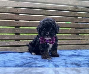 Cavapoo Puppy for sale in CAMPBELLSVILLE, KY, USA