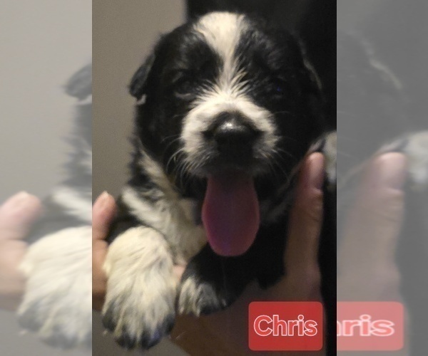 Medium Photo #15 Border-Aussie Puppy For Sale in ROY, UT, USA
