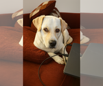 Small #1 American Staffordshire Terrier Mix