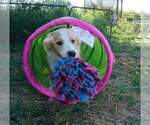 Small Photo #5 Border Collie Puppy For Sale in WARDEN, WA, USA