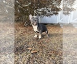 Small #5 French Bulldog