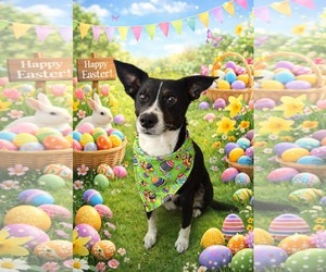 Mutt Dogs for adoption in Holly Springs, NC, USA