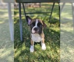 Puppy Coco Faux Frenchbo Bulldog