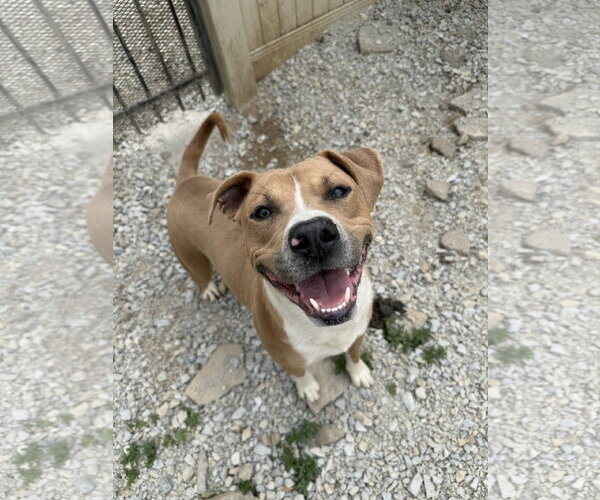 Medium Photo #1 American Pit Bull Terrier-Unknown Mix Puppy For Sale in Corning, AR, USA