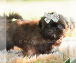 Small Photo #4 Shih Tzu Puppy For Sale in WARSAW, IN, USA