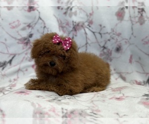 Poodle (Toy) Puppy for Sale in LAKELAND, Florida USA