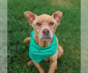 Labrador Retriever-Unknown Mix Dogs for adoption in San Antonio, TX, USA