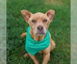 Small Labrador Retriever Mix