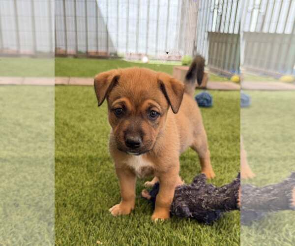 Medium Photo #3 Mutt Puppy For Sale in Cave Creek, AZ, USA