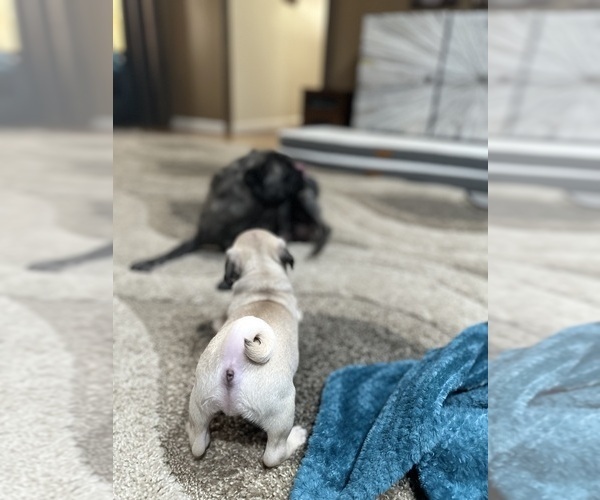 Medium Photo #13 Pug Puppy For Sale in TROY, MO, USA