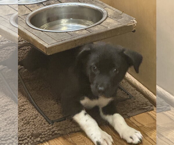 Medium Photo #3 American Staffordshire Terrier-Unknown Mix Puppy For Sale in Holly Springs, NC, USA