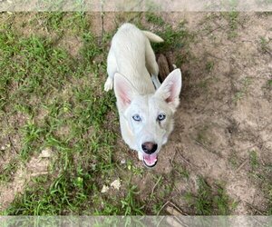 German Shepherd Dog-Huskies  Mix Dogs for adoption in Cumming, GA, USA