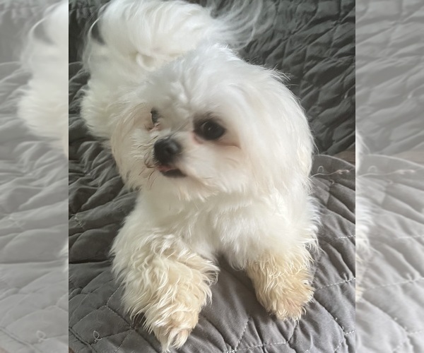 Medium Photo #1 Maltese Puppy For Sale in WILCOX, PA, USA