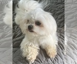 Small Photo #1 Maltese Puppy For Sale in WILCOX, PA, USA