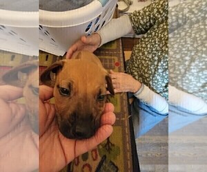 Medium Rhodesian Ridgeback