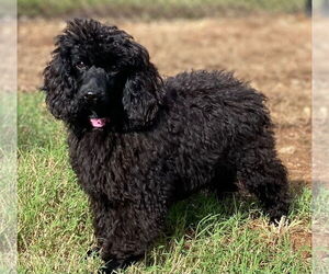 Poodle (Miniature) Dogs for adoption in Pacolet, SC, USA