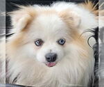 Small #7 Pomeranian Mix