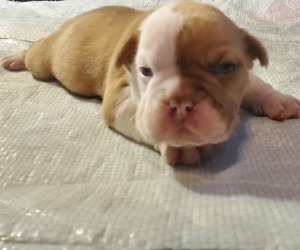 Olde English Bulldogge Puppy for sale in STERLING, CT, USA