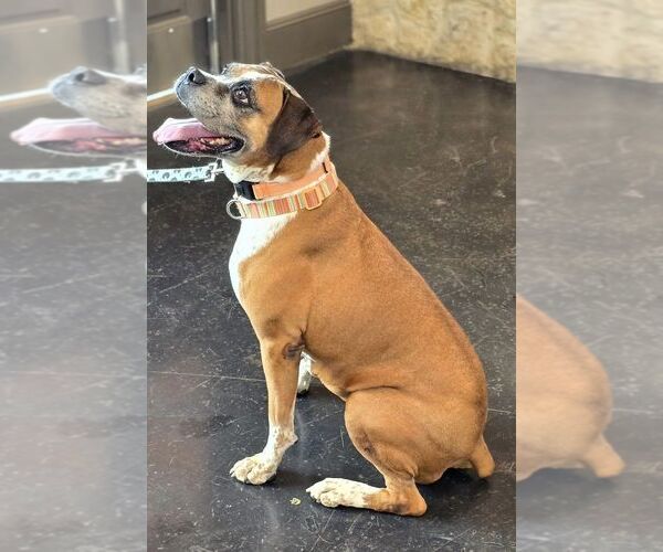 Medium Photo #3 Boxer Puppy For Sale in Austin, TX, USA