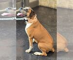 Small #2 Boxer