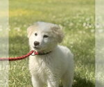 Small Great Pyrenees Mix