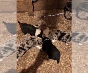 Border Collie Puppy for sale in JEFFERSON, OH, USA