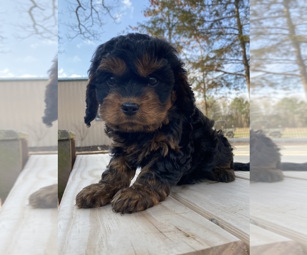 Medium Photo #3 Cavapoo Puppy For Sale in AUBREY, TX, USA