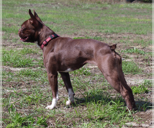 Boston Terrier Puppy for sale in BROOKSVILLE, FL, USA