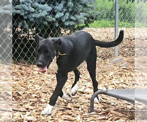 Tippy - Female Mutt Dog for Adoption - Photo #2